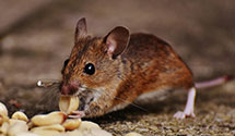 24 Hour & Emergency Exterminators in South Sioux City, NE